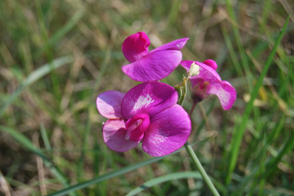 Lathyrus sylvestris